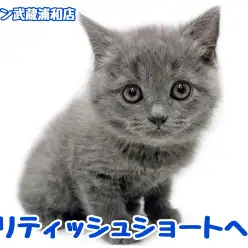 【 ブリティッシュショートヘア 】超丸顔にブルーの被毛を纏った男の子が仲間入り！