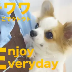 【 チワワ 】抱っこで安心ポーズ。スヤスヤする姿に母性爆発！！