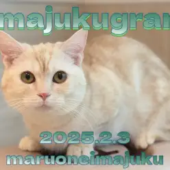 【 イマジュクグラム 】今日は1歳の誕生日!マンチカンちゃまの成長記念ブログ!