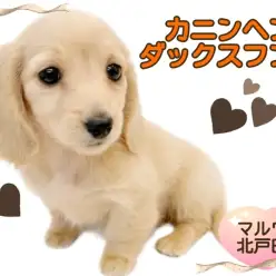 【 カニンヘンダックスフント 】撫でられるのが大好き！甘えん坊な癒し系わんこ