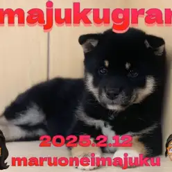 【 イマジュクグラム 】マロ眉に癒される！むっちりBODYの黒柴の女の子！