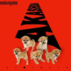 【 柴犬 】究極くま顔とくっきり二重まぶたが愛らしい！大倉山不動の柴犬！