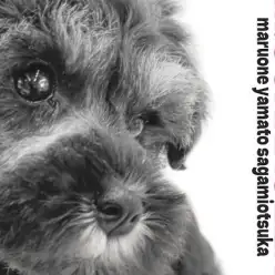 【 ミニチュア・シュナウザー 】抜群の人懐っこさと賢さを兼ね備えた犬界の博士！