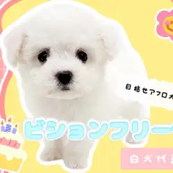 【 ビションフリーゼ 】真っ白な被毛と愛らしい黒目が魅力の激カワビション！