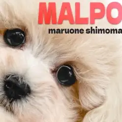 【 マルプー 】抜け毛が少なく可愛いルックスも抜群！テディベア系MIXの女の子！