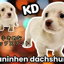 【 カニンヘンダックスフント 】小さめサイズのダックス登場！毛色イエローの癒し系