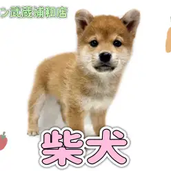【 柴犬 】優しい垂れ目が可愛い人懐っこさ抜群の女の子が埼玉浦和に登場！