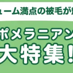【 ポメラニアン特集 】2/6現在在店中の癒し系わんこ！最新動画は必見！