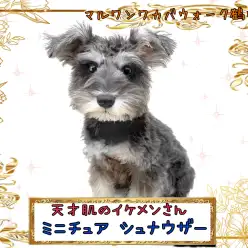 【 ミニチュアシュナウザー 】可愛い上に賢すぎる!出来すぎ男子なシュナちゃん