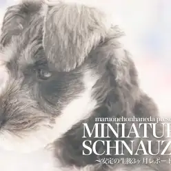 【 ミニチュアシュナウザー 】生後3ヶ月を迎えたエレガントグレーのレディーをレポート!