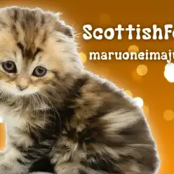 【 スコティッシュフォールド 】甘え上手なジュエリーカラーの垂れ耳にゃんこ！