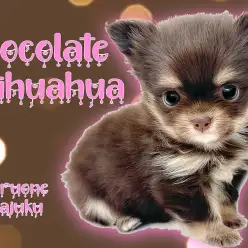 【 チワワ 】生後2ヶ月で505g！ベビーフェイスのチョコタンチワワの女の子！