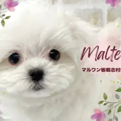 【 マルチーズ 】不動の人気を誇る純白の天使！小さめサイズのマルチーズをご紹介！