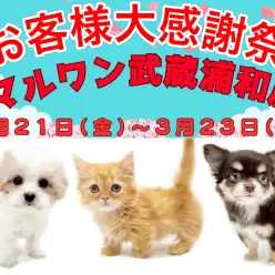 【 お知らせ 】お客様大感謝祭開催中！マルワン武蔵浦和店の子犬・子猫をご紹介