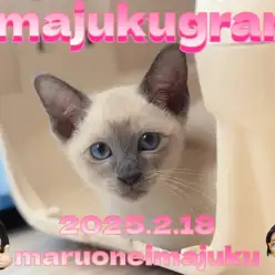 【 イマジュクグラム 】ブルーポイントが美しいシャムの女の子！最新動画付き！