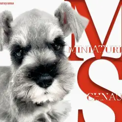 【 シュナウザー 】楽しく運動したい方必見！瞳が印象的なパートナードッグ！