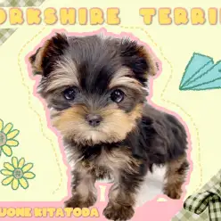 【 ヨーキー 】動く宝石！愛らしさと美しさを兼ね備えたプレミアムわんこ