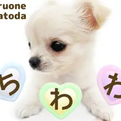 【 チワワ 】クリームカラーの小さめボーイがイオンモール北戸田店に登場！