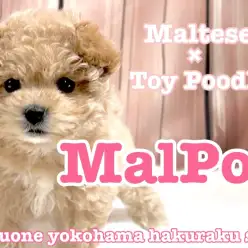 【 MIX 】不動の人気を誇るマルプー！ぬいぐるみ感満載のルックスにご注目！