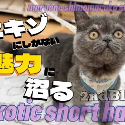 【 エキゾチック 】癒しと笑いの連続は幸福度MAX！魅力に沼る2ndブログ！