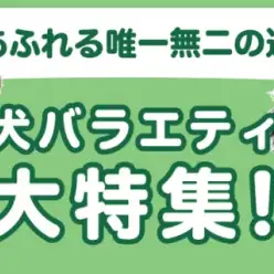 【 犬バラエティ特集 】2/13現在在店中の個性豊かなわんこ特集！最新動画は必見！