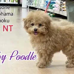 【 トイ・プードル 】2ndブログからお散歩デビューまでの成長記録
