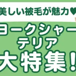 【 ヨークシャーテリア特集 】2/20現在在店中のヨーキーちゃん！最新動画は必見