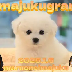 【 イマジュクグラム 】将来はアフロカット!小さめ甘えん坊なビションの女の子!