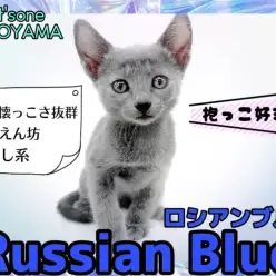 【 ロシアンブルー 】抱っこ大好きな甘えん坊！超可愛い癒し系にゃんこ