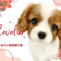【 キャバリア 】美しいブレンハイムと超童顔！飼いやすい穏やかな性格の女の子！