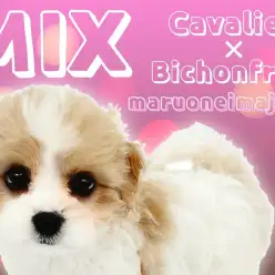 【 キャバリアMIX 】目ヂカラ最強!濃いめブレンハイムのキャバションの女の子!