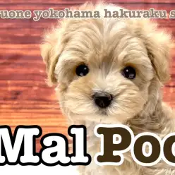 【 MIX 】両親の良いところを受け継ぎました！あざと女子マルプー降臨！