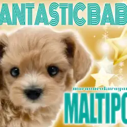 【 マルプー 】幻想的で夢のような愛らしさ抜群のMIXワンコ降臨！