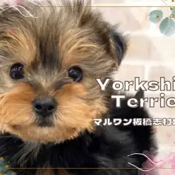 【 ヨークシャーテリア 】動く宝石と呼ばれる人気犬種！小さめヨーキーくんが入店！