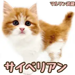 【 サイベリアン 】おっとり垂れ目が癒し効果抜群な男の子が埼玉に登場！