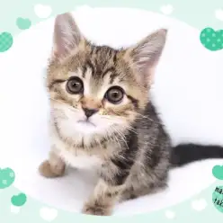 【 アメリカンショートヘアー 】パパはトリプルチャンピオン！良血統の美形にゃんこ