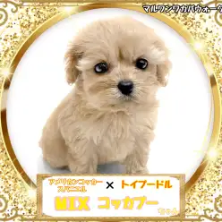 【 MIX 】なかなか出会えないMIX藁のような優しい毛色のコッカープーちゃん