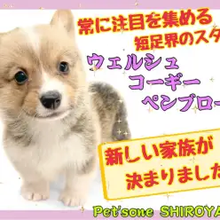 【 ウェルシュコーギーペンブローク 】今回もコーギーちゃん早々家族が決まりました