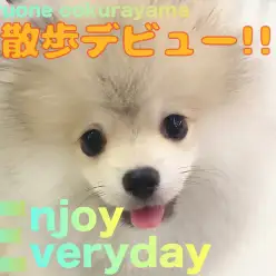 【 ポメラニアン 】楽しい気持ちが伝わる笑顔のお散歩デビューの様子！