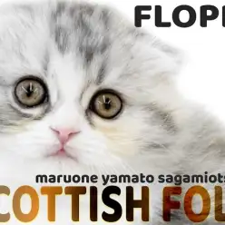 【 スコティッシュフォールド 】パパはチャンピオン！激カワまん丸垂れ耳にゃんこ