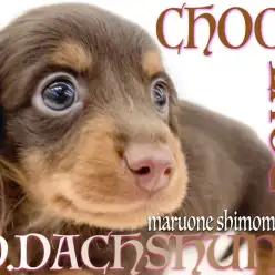 【 ダックスフント 】一年中がバレンタイン!チョコタンダックスとの甘い生活!