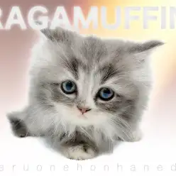 【 ラガマフィン 】優しいカラーリングにプリプリベビーフェイスの美女猫降臨！