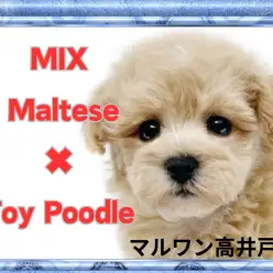 【 MIX 】クリームカラーの癒し系ガール！おっとりフレンドリーなマルプー入店！