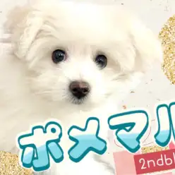 【 ポメマルMIX 】可愛すぎる東川口店のアイドルが成長!新たな魅力を大公開!