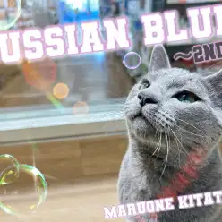 【 ロシアンブルー 】2nd！猫なのにワンコとも仲良くできちゃう社交性抜群ボーイ