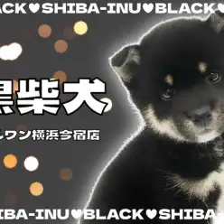 【 柴犬 】希少な黒柴！白い靴下を履いたオシャレ度高めの甘え上手な女の子！