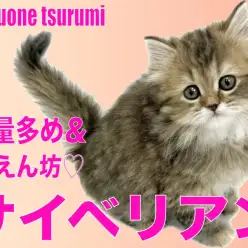 【 サイベリアン 】ボリューム満点の毛量に毛色はブラウンタビーの女の子!