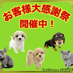 【 お知らせ 】お客様大感謝祭開催中！超可愛い城山っ子をご紹介