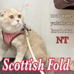 【 スコティッシュフォールド 】生後5ヶ月の女の子・スコちゃんが育てやすい月齢に
