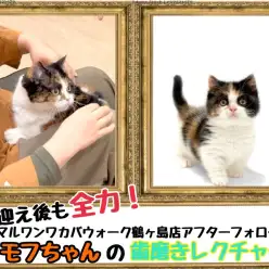 【 鶴ヶ島店アフターフォロー 】ミヌエットの卒業生モフちゃん歯磨きレクチャー